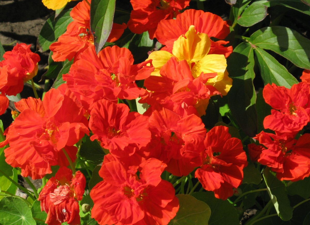 Такие разные настурции. листайте вправо