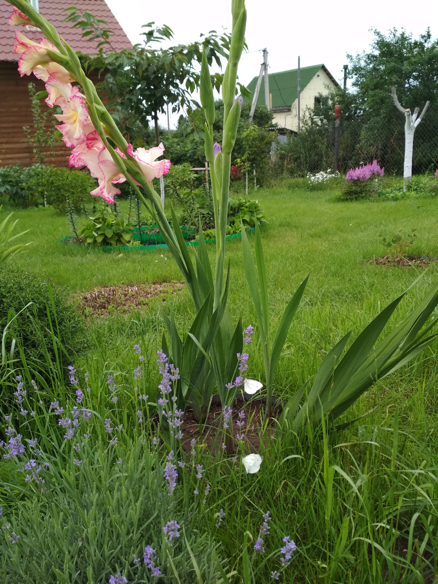 Те самые первые кустики лаванды на старом участке.