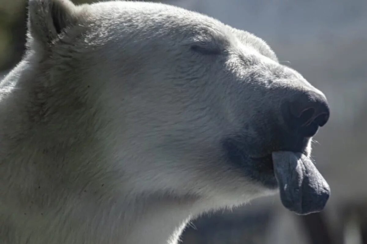    Пока весь Хабаровск отбивается от снега, один белоснежный красавец счастлив
