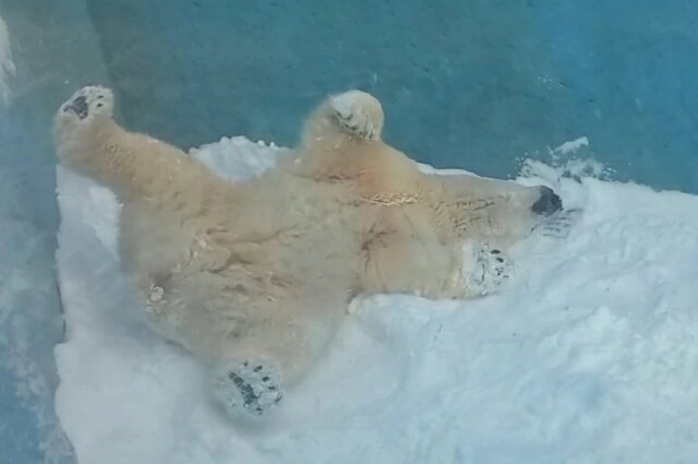    Медведь Алмаз Фото: Telegram-канал «Зоосад "Приамурский"»