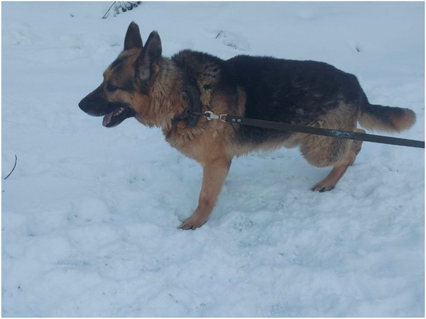    Пёс Богер Элвис родился в 2014 году