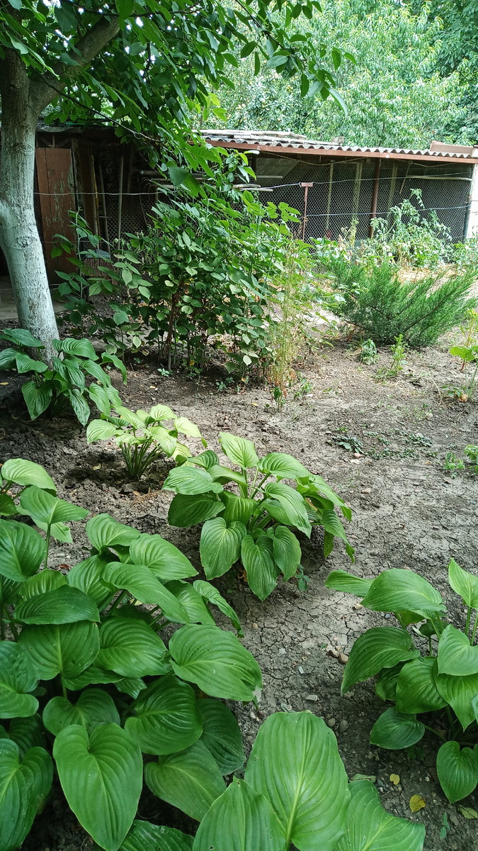 Дачный участок