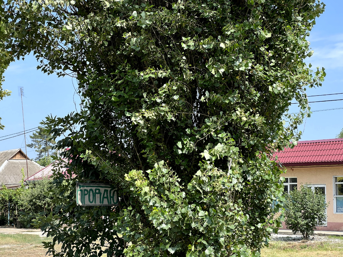 Иногда эта табличка может выглядеть вот так) 