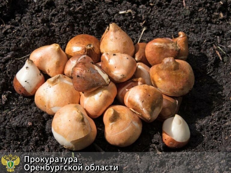    Хотела сделать мир прекрасней. Оренбурженка потеряла полмиллиона покупая луковицы цветов Марина Шарт