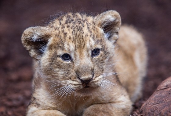    dpa/Global Look Press