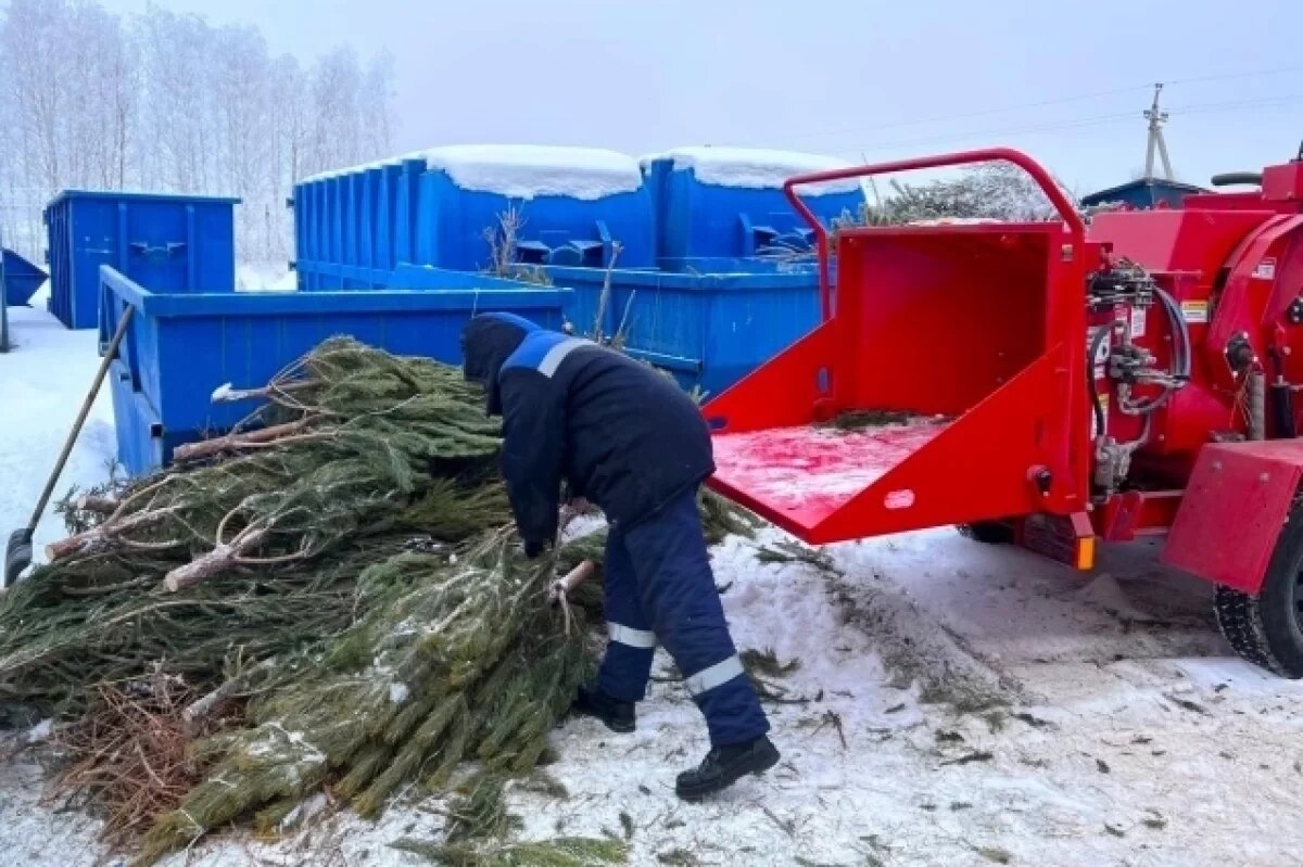    Тюменцы получат щепу от переработки новогодних елок бесплатно