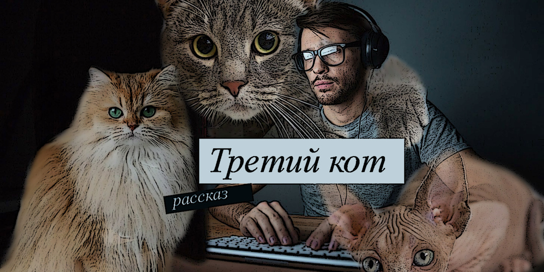 Третий кот