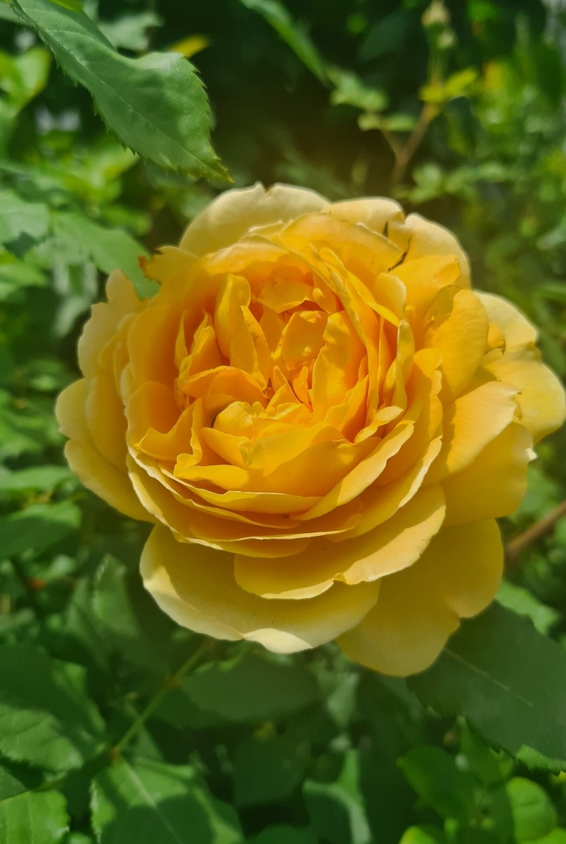 Голден Селебрейшн 