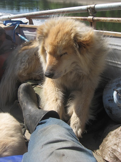 Река Манья. Дружок - старый пёс. В шлюпке. Фотографии Татьяны Немшановой. Июнь 2018. Крайний Север, Западная Сибирь, Приполярный Урал, Зауралье, Тайга, ХМАО Югра. Путешествие по северным рекам Сибири.