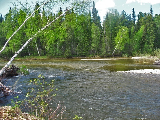 Река Манья летом в июне. Перекаты, острова, прорвы.последние числа июня 2018. Фотографии Татьяны Немшановой. Распускается лес, зазеленела берёза. Скверная тайга. Крайний Север, Западная Сибирь, Приполярный Урал, Зауралье, Тайга ХМАО Югра. Путешествие по рекам Сибири.