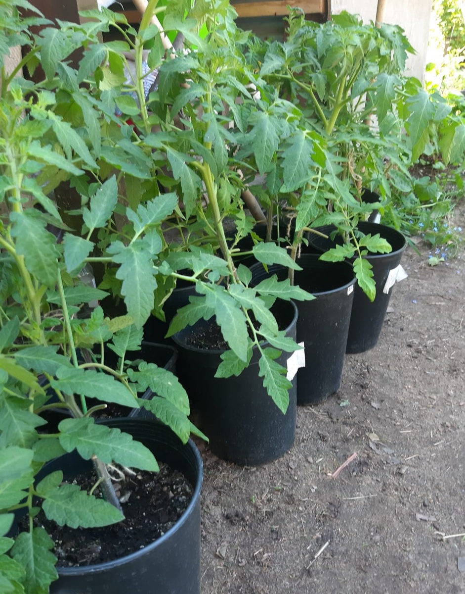 Фото автора.