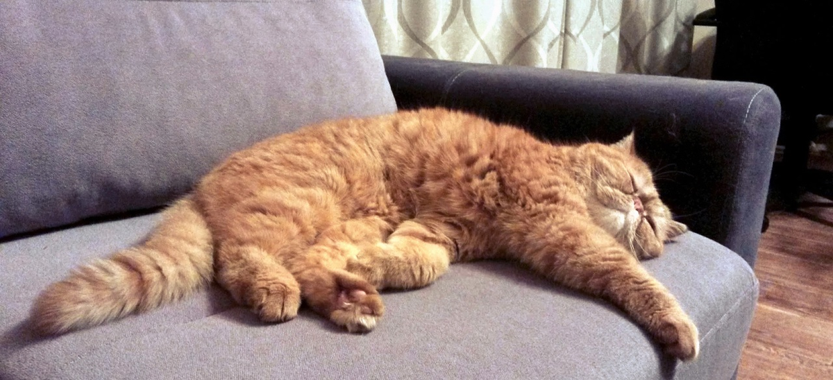 Лень не зря называют матушкой, она заботится о нас не хуже родной матери!