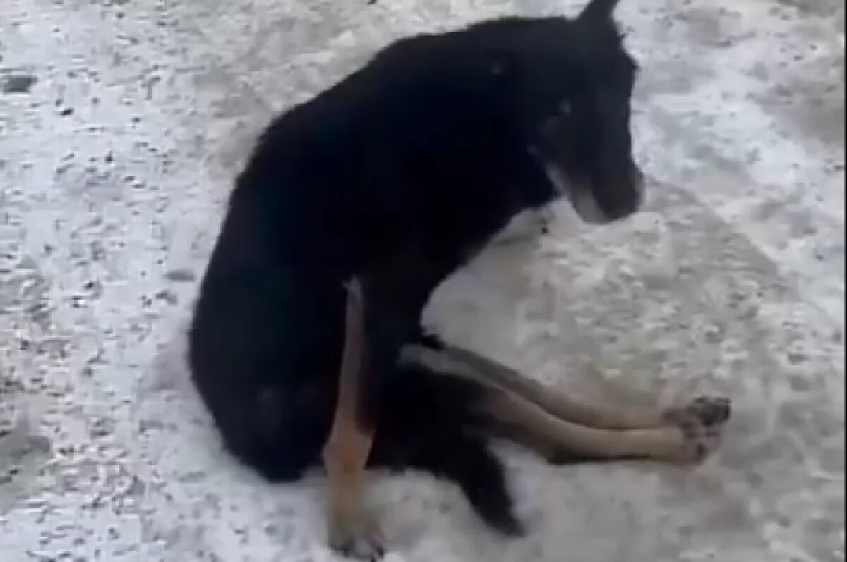    Воронежцы просят помочь псу-инвалиду Боцману