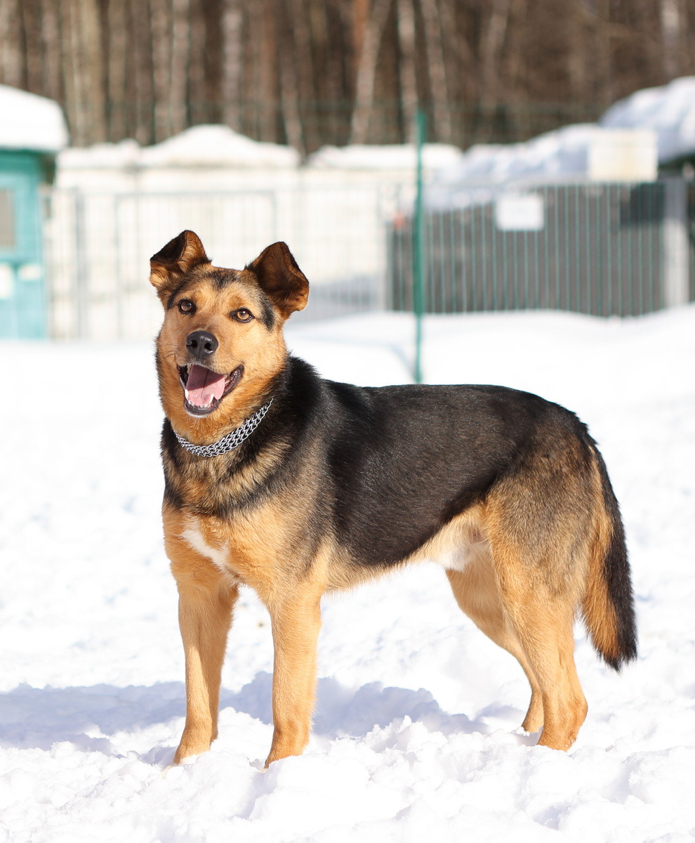 Я считаю собака должна быть улыбакой