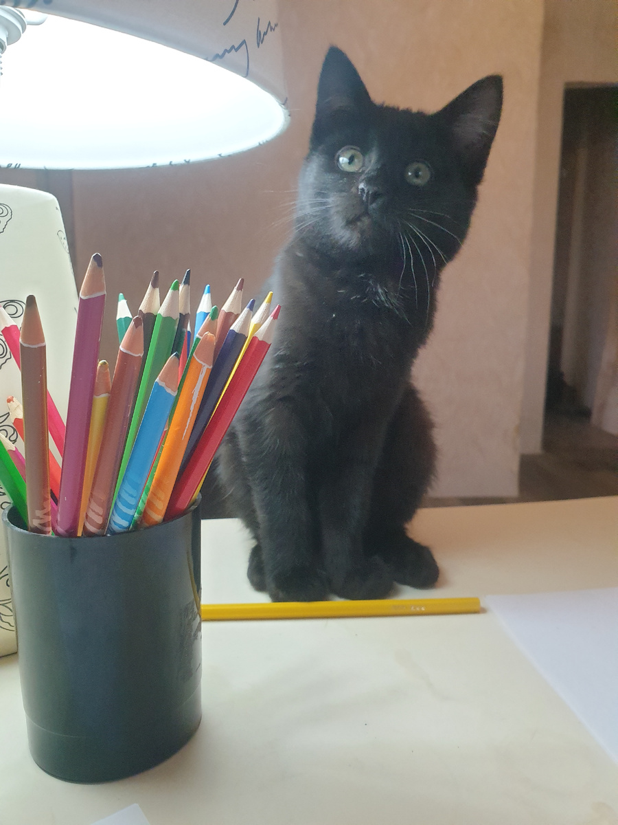 Алиса учиться 