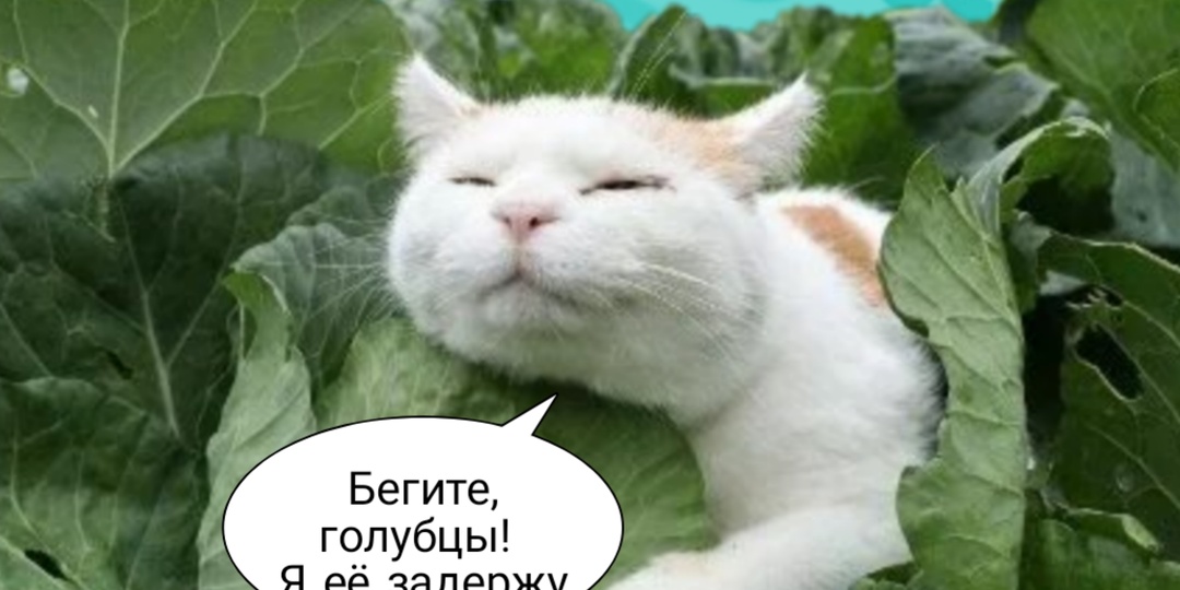 Почему «голубцы» так странно называются и как переводится слово «чебурек»?