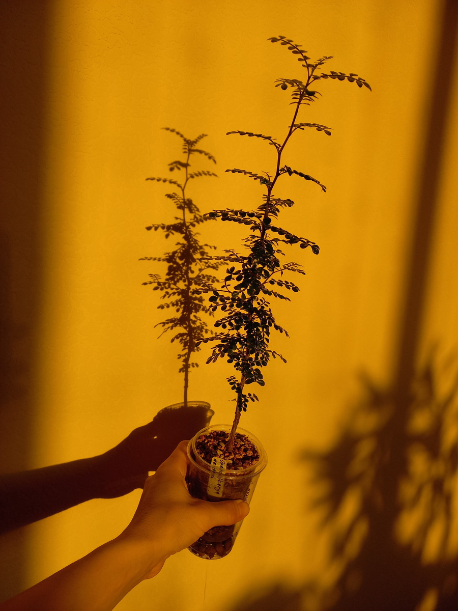 Оперкуликария Декари (Operculicarya decaryi) фото автора, Екатерина Орлова.