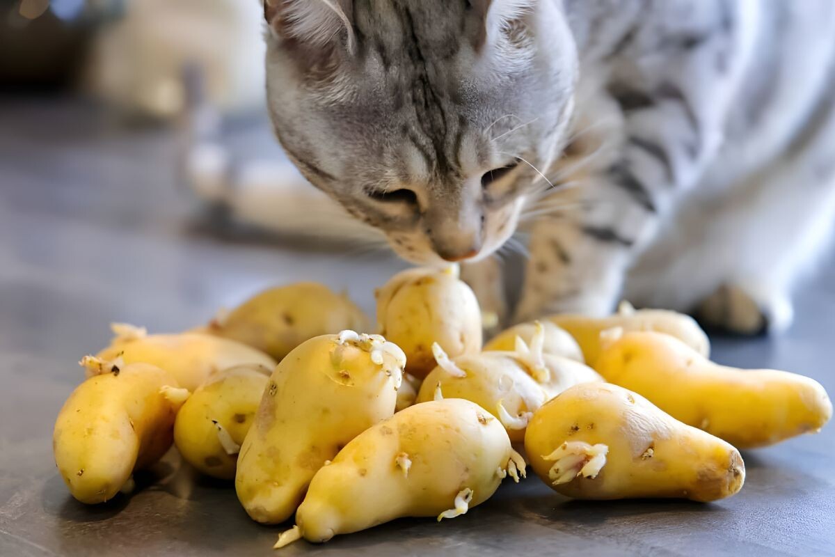 Кот нюхает картошку 