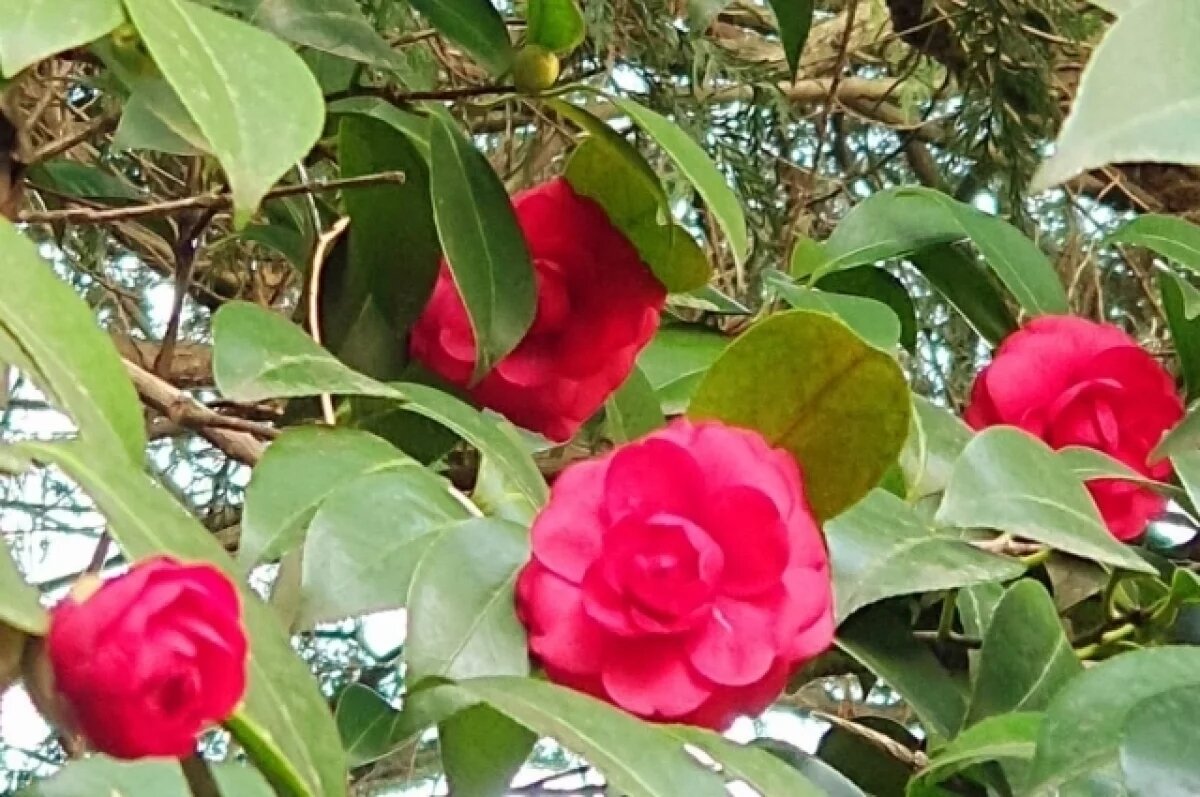    В Сочи расцвела «пурпурная заря»