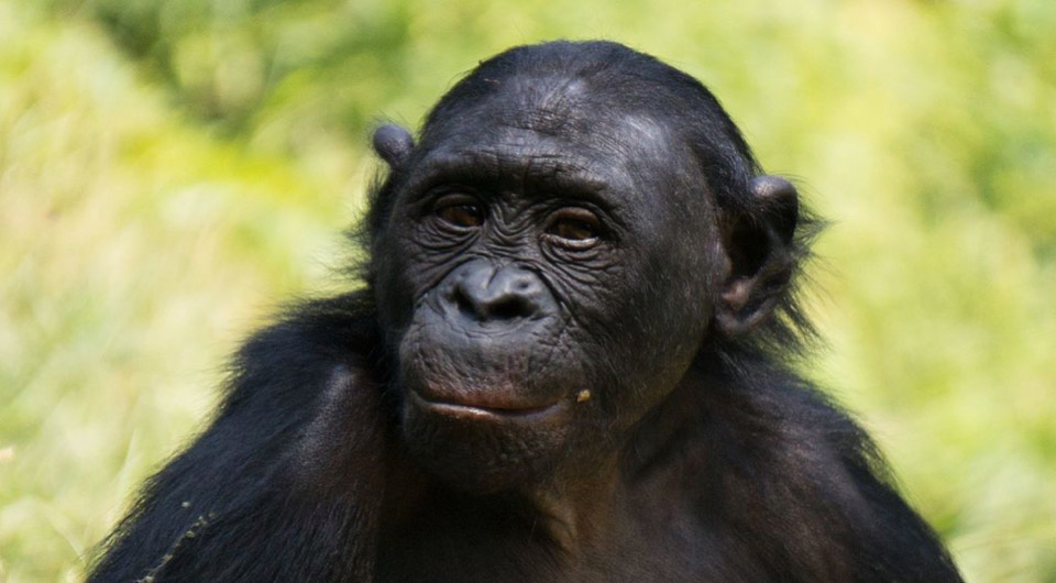   Fanny Schertzer / Wikimedia Commons / CC BY-SA 3.0