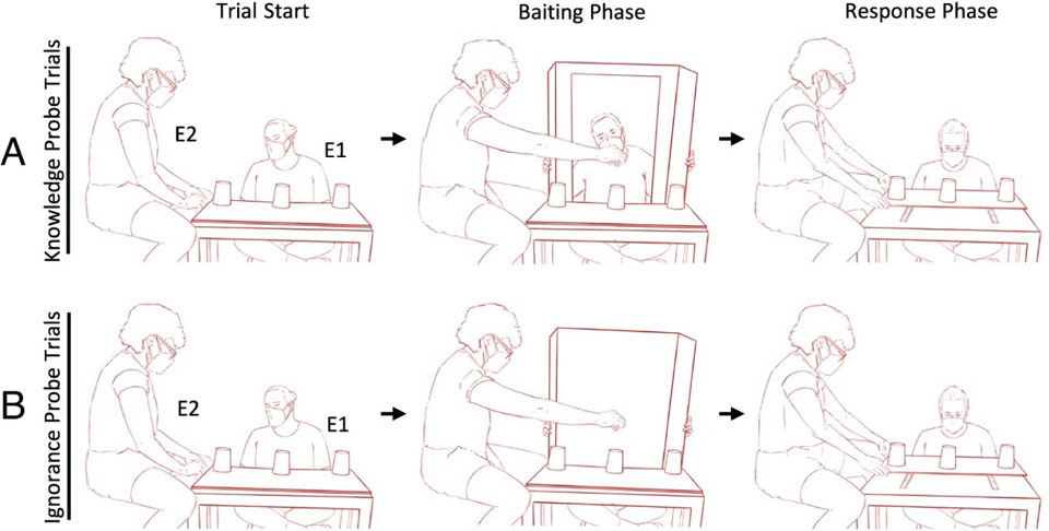   Luke A. Townrow, Christopher Krupenye / Proceedings of the National Academy of Sciences, 2025