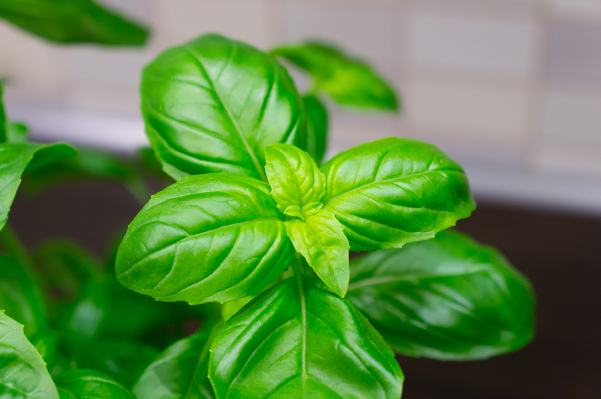 Мята, фото от freepik.com