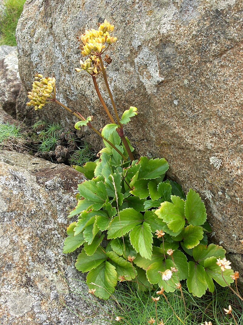 лягустикум шотландский.  Так себе салатик.