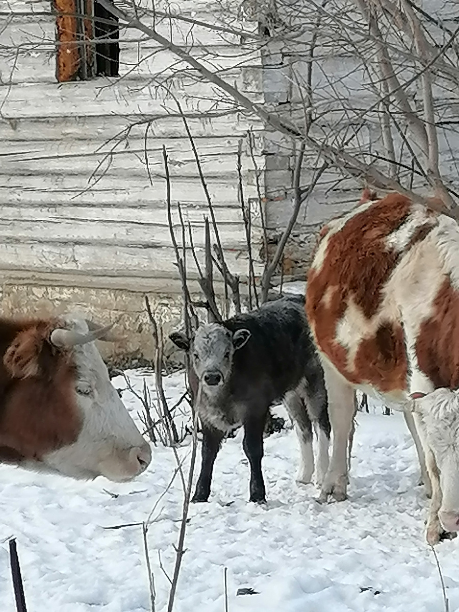 Прикольный телёнок. 