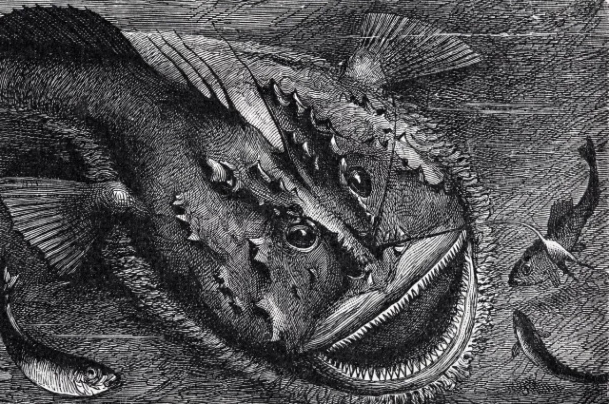    У берегов Тенерифе обнаружили редчайшего удильщика-морского черта