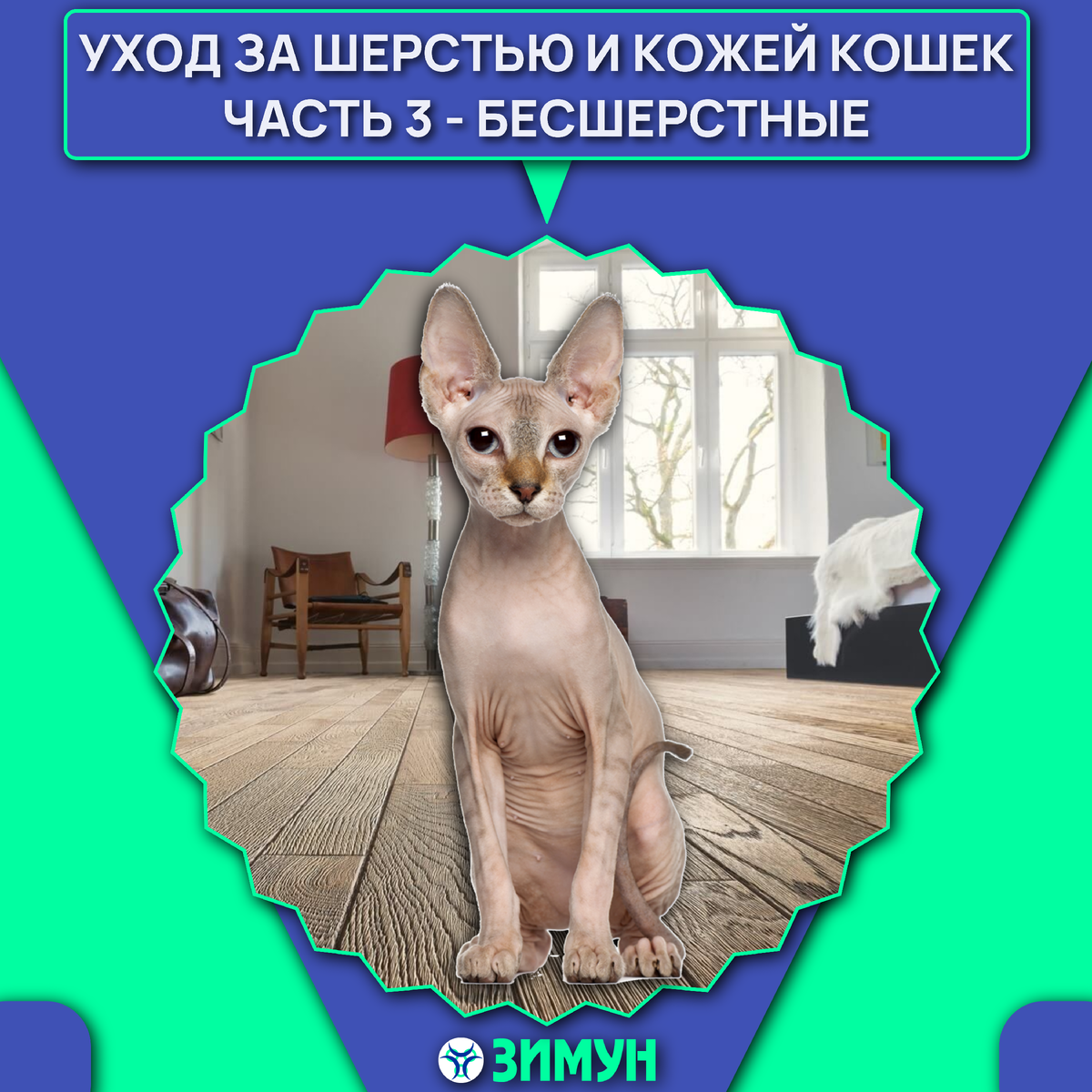 Заставка с кошкой бесшерстной породы на фоне