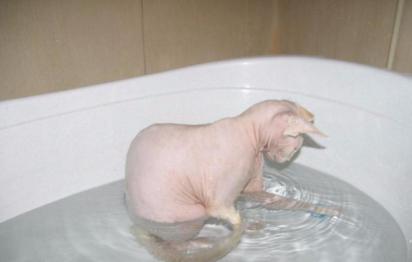 Купание кошки бесшерстной породы