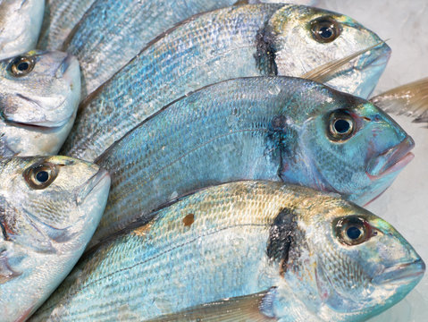 Sea-Bream Изображения: stock.adobe.com
