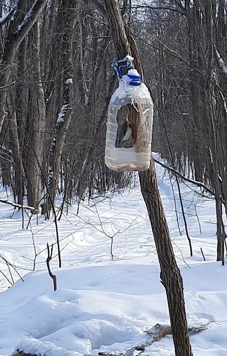 Крупная птица прилетела полакомиться