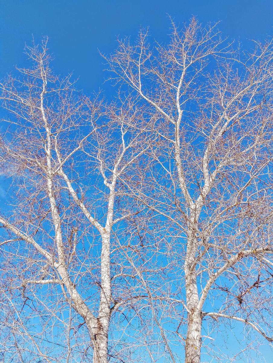 фото автора, такое непривычное ярко голубое небо, после долгих сумерек