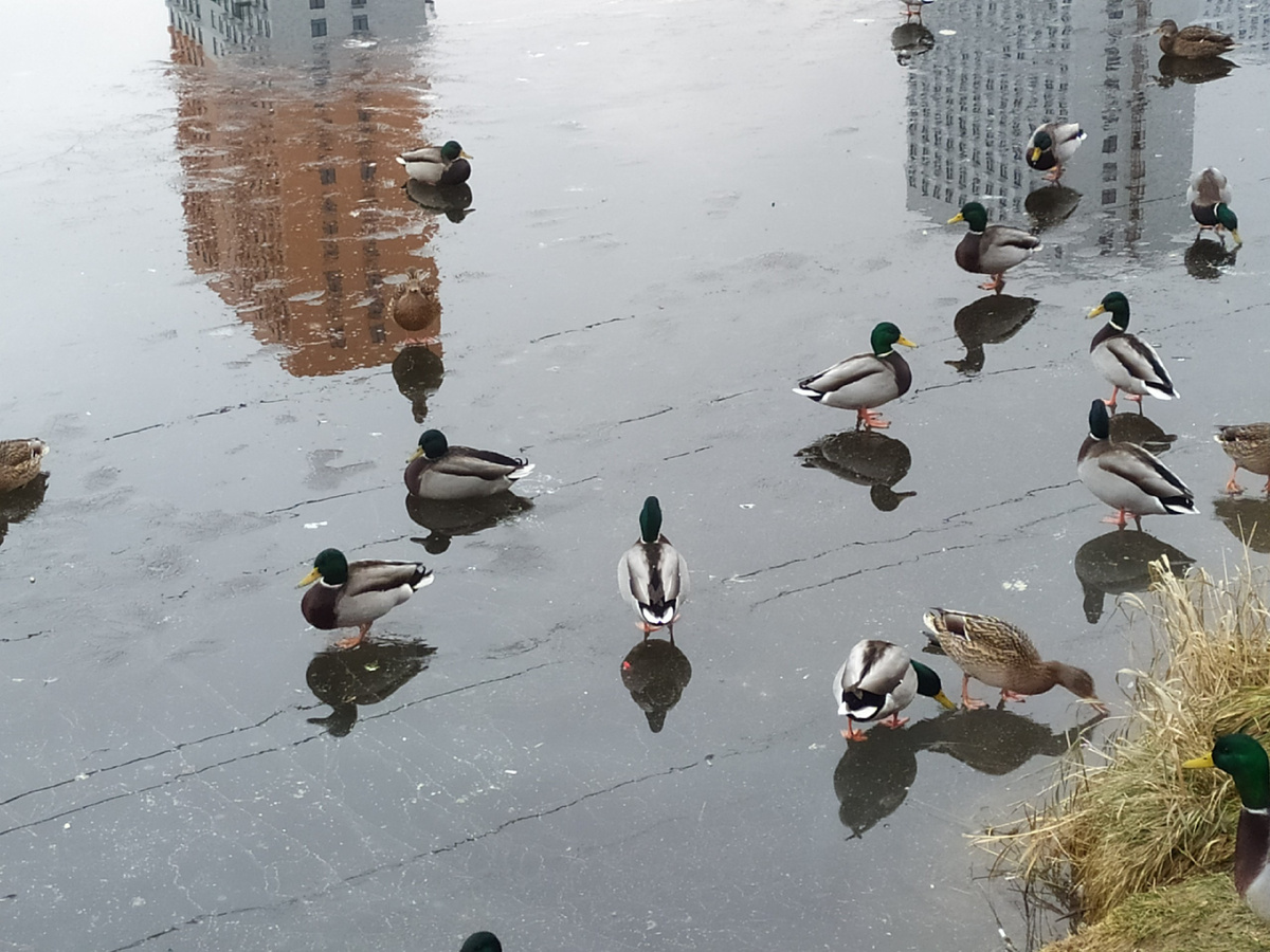 Тоже дочкино фото, первая осень в Москве, внезапная корочка льда и уточки на ней