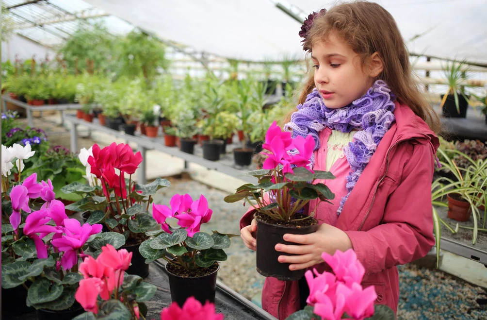 Цикламены в теплице (фото из интернета)