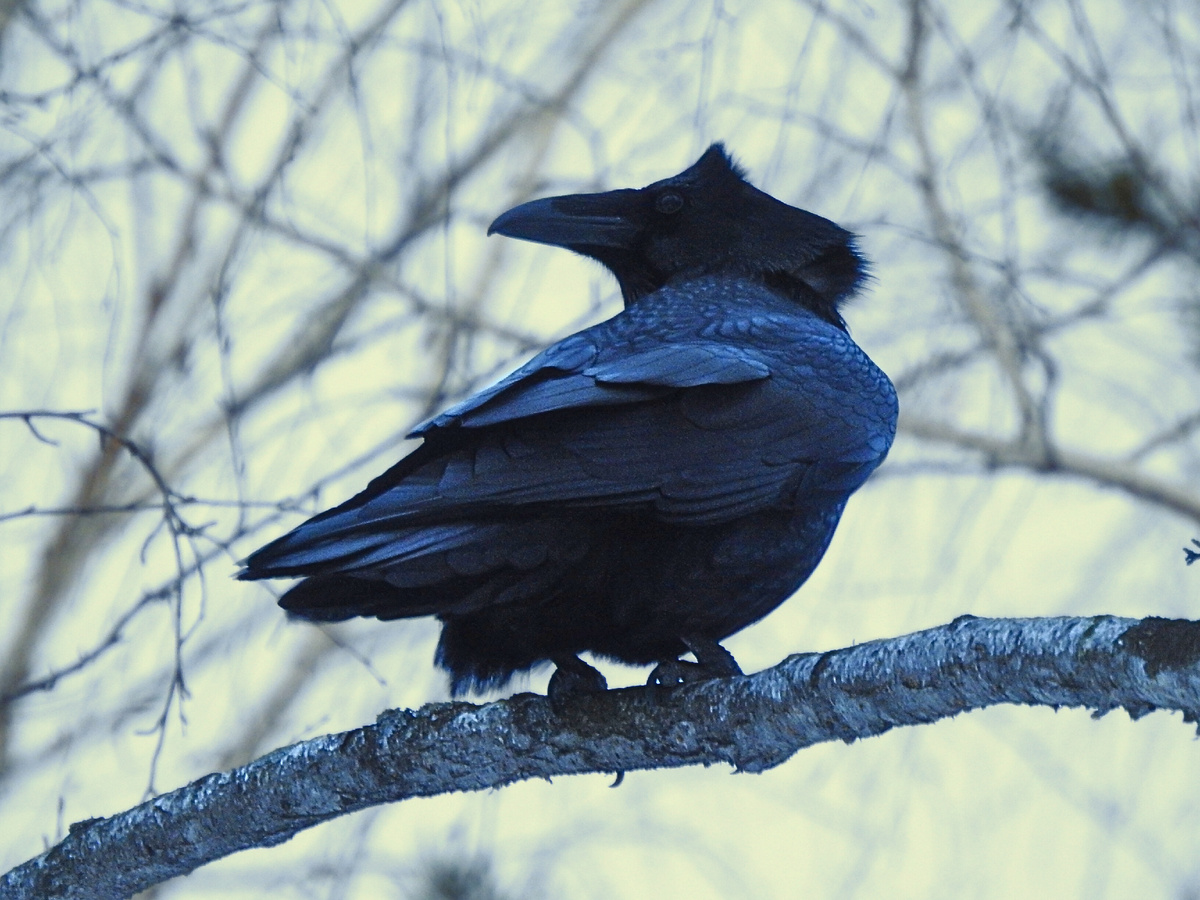 Ворон, февраль, Екатеринбург, фото автора