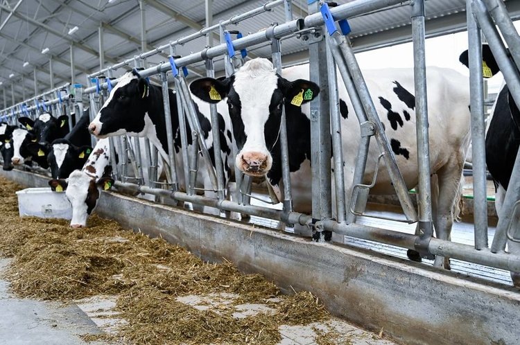    Голштинизация помогла Калининградской области занять второе место в России по надою на фуражную корову