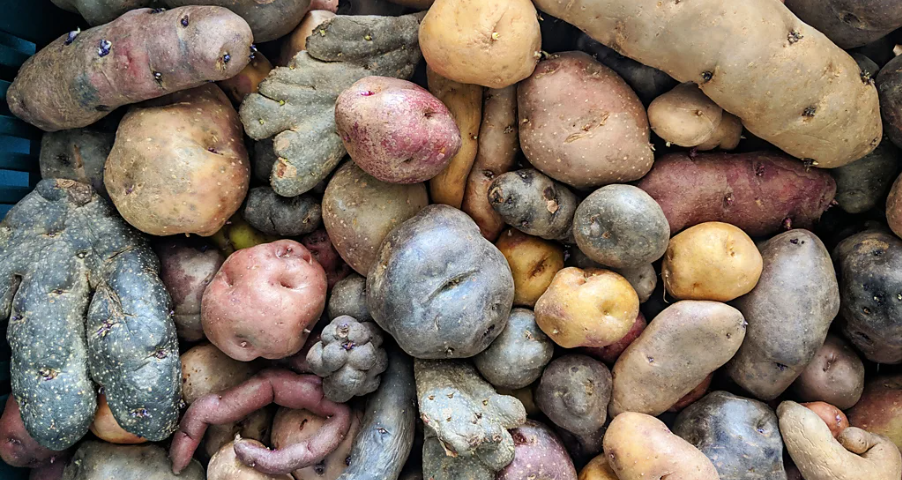 Дикий картофель (фотография журналиста Diego Arguedas Ortiz из Коста-Рика)