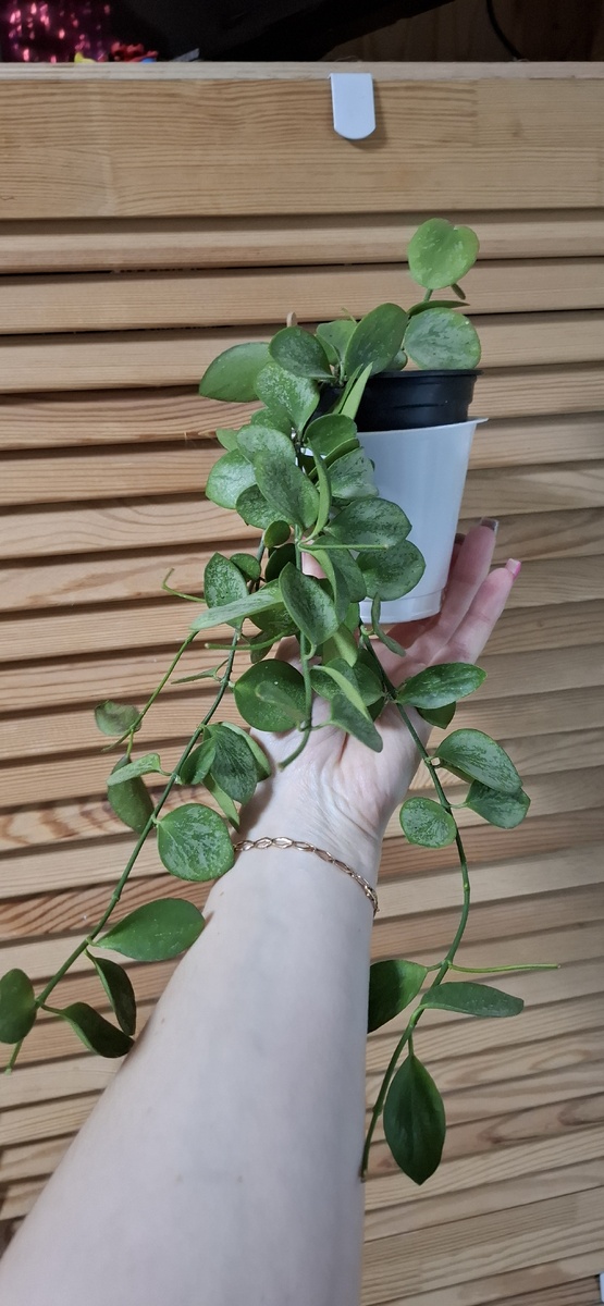 Хойя "Бьянкенсис"