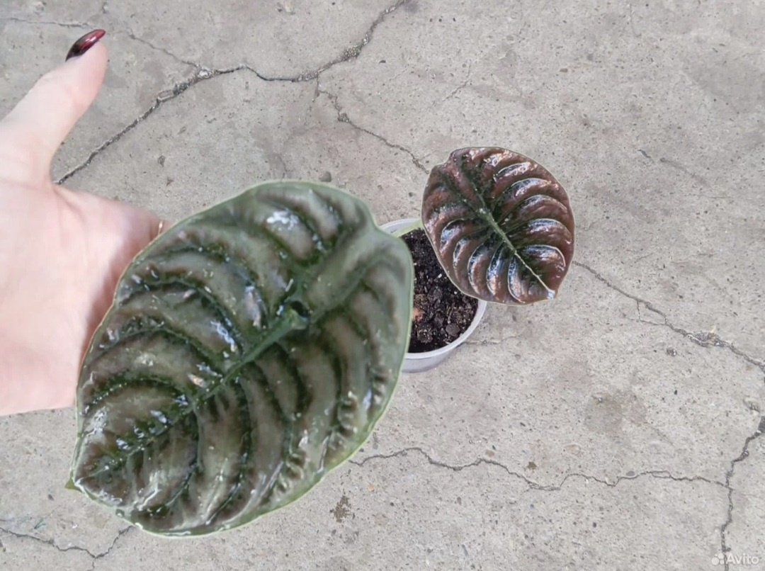 Алоказия "Медная" 