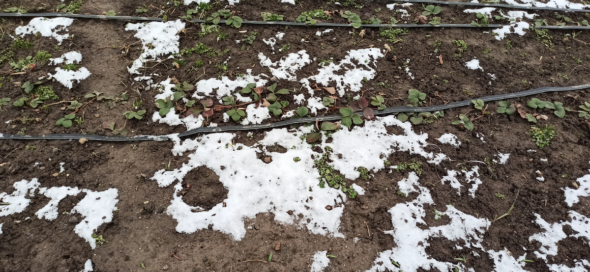 Клубничная грядка под снегом трёхдневный давности