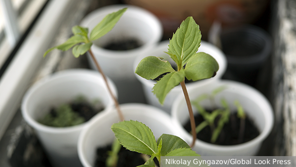     Фото: Nikolay Gyngazov/Global Look Press   
 Текст: Ольга Никитина