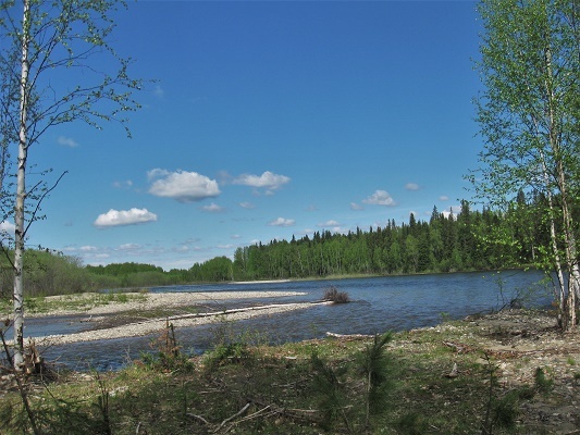 Река Манья. В верхнем течении пошли перекаты, острова, прорвы. Паводковая вода резко падает, осложняя прохождение на шлюпке Обянке. Северный таёжный лес только распускается в предгорьях Приполярного Урала. Зазеленела берёза, появились первые цветы подснежники, травка. Фотографии Татьяны Немшановой. 18 июня 2018 год. Крайний Север, Югра ХМАО. Арктическая территория.