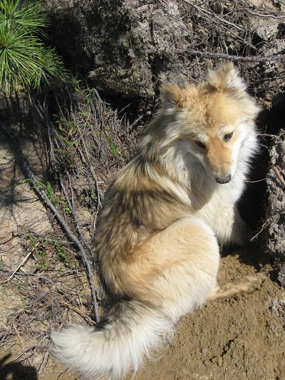 Дружок. Ненецкая лайка. Фотографии Татьяны Немшановой. Крайний Север, Западная Сибирь, Приполярный Урал, Зауралье, Тайга ХМАО, Югра. Июнь сеаерный.