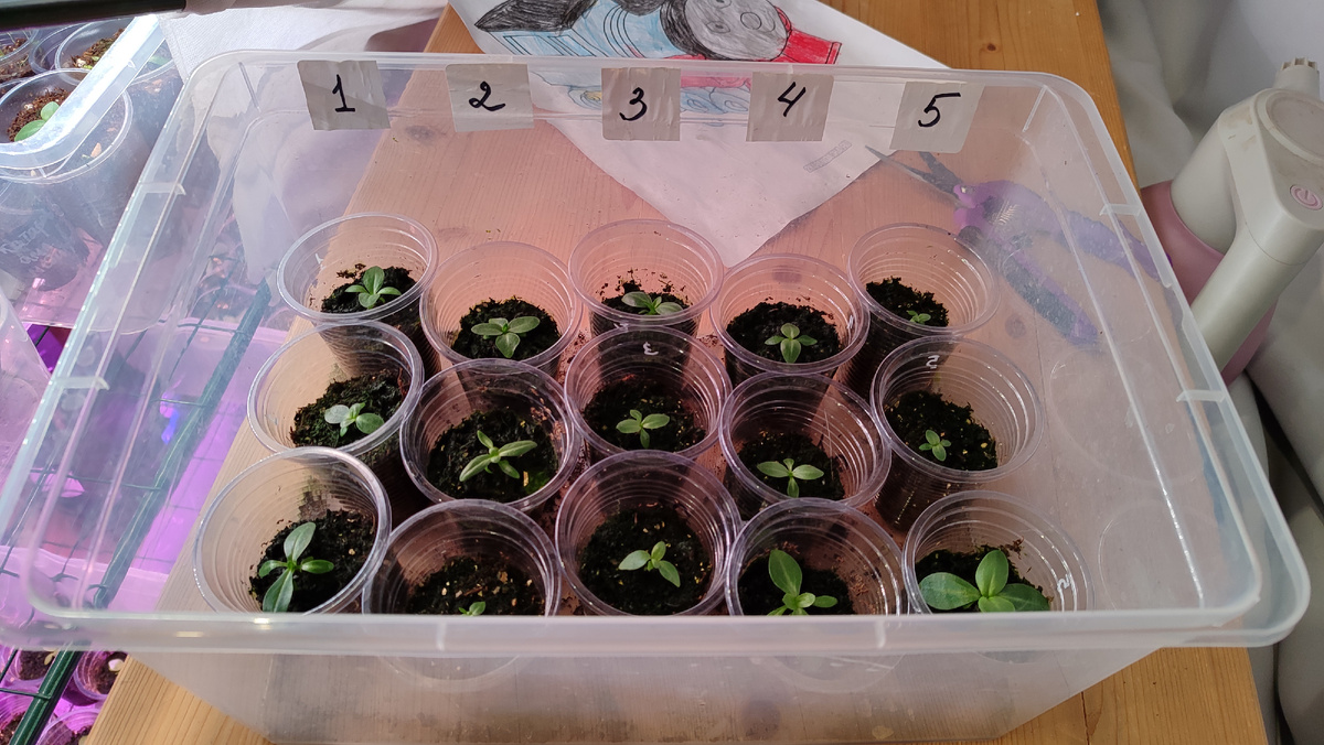 07.02.2025 сеянцы перед пересадкой