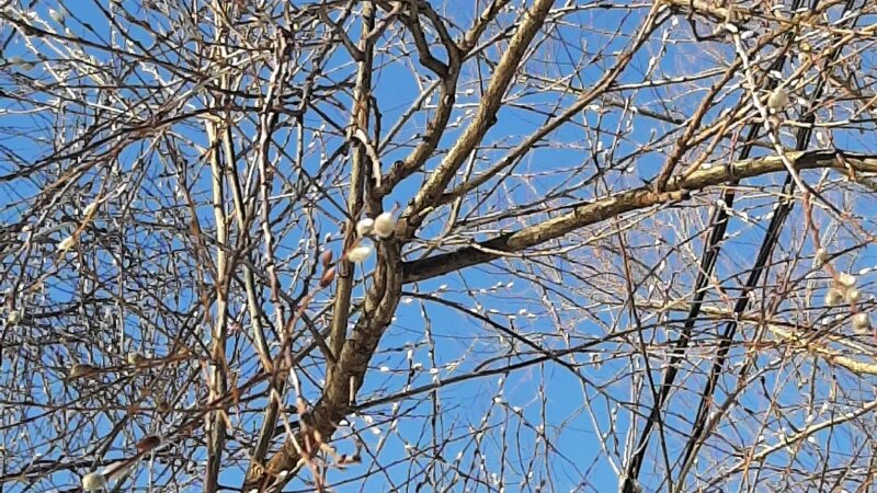     Распускающаяся верба в Барнауле. Altapress.ru