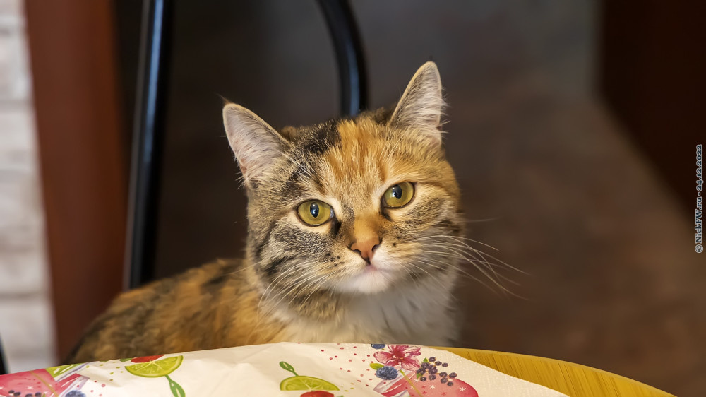 2. Маруська © NickFW.ru — 24.12.2022г.