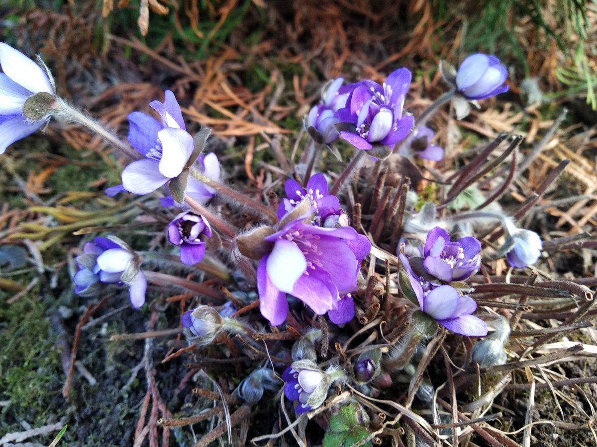 Печёночница благородная (Hepatica nobilis)