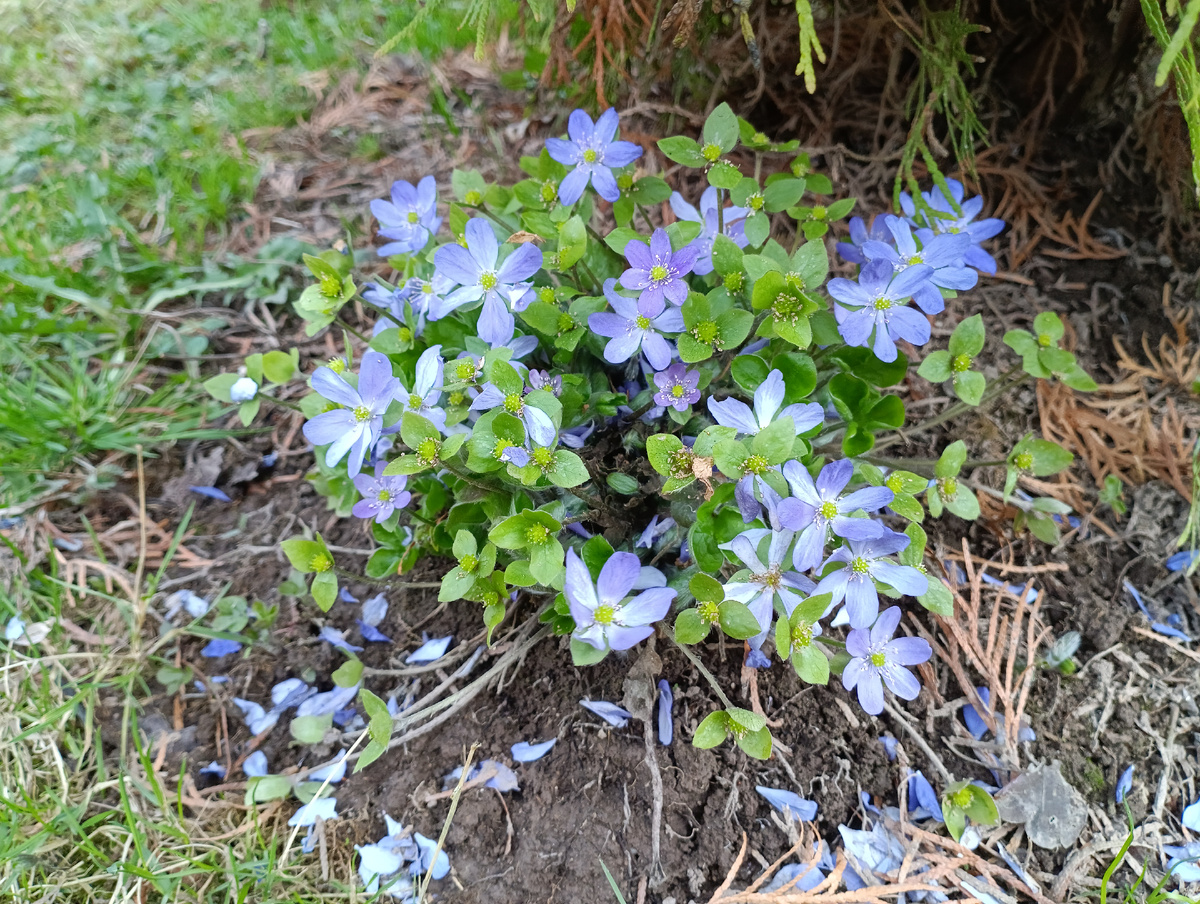 Печёночница благородная (Hepatica nobilis)